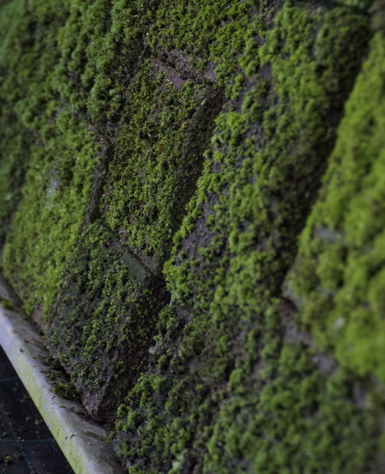 Improved air quality with Mosscrete