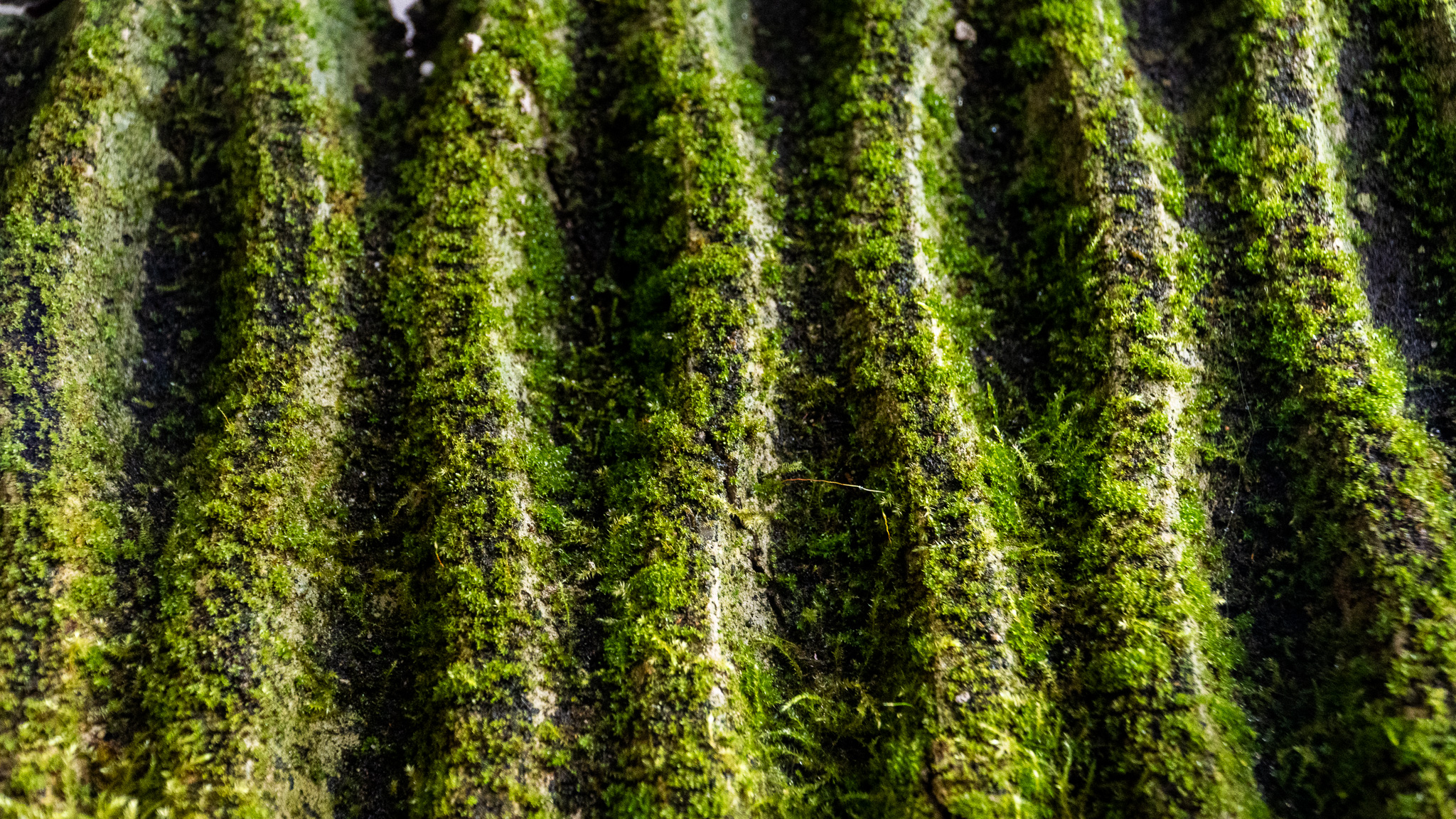 Mosscrete curved panel