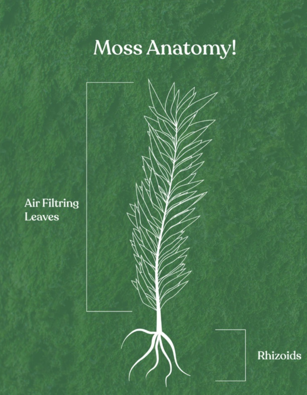 Home Improved air quality with Mosscrete